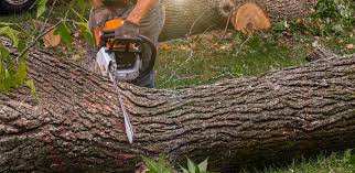 How Our Tree Care Process Works  in  Murphy, MO